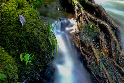 Close-up of waterfall in forest