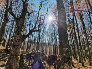 Low angle view of sunlight streaming through trees in forest