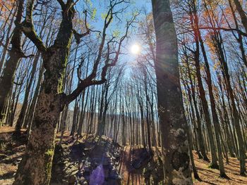 Low angle view of sunlight streaming through trees in forest