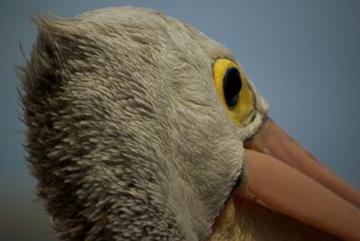 Close-up of bird