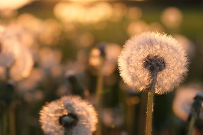 Close-up of dandelion against blurred background