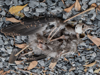 High angle view of birds on dry land