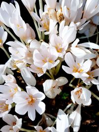 Close-up of flowers