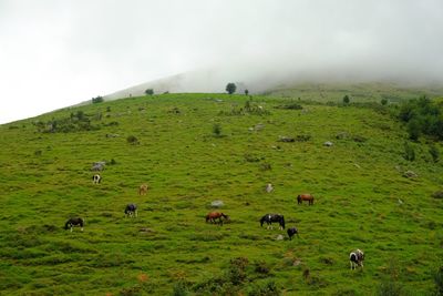 High angle view of horses on landscape