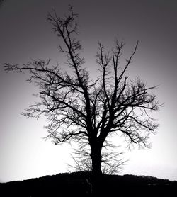 Low angle view of bare trees against sky