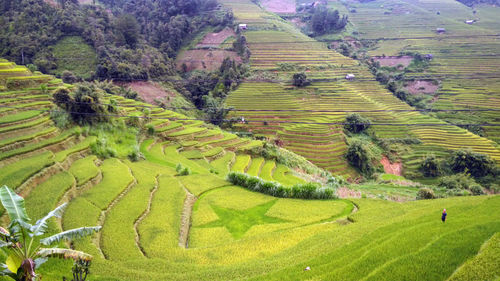 Scenic view of terraced field