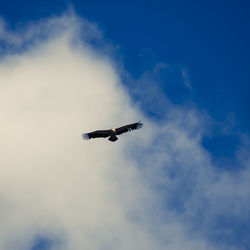 Low angle view of eagle flying in sky