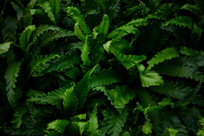 Full frame shot of fresh green fern plants