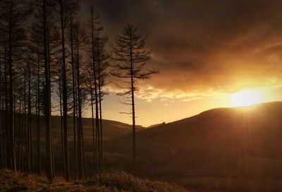 Bare trees on landscape at sunset