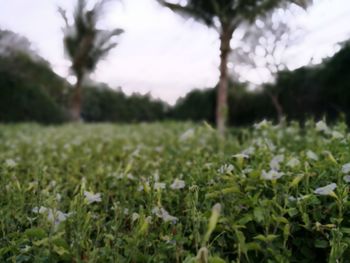Close-up of fresh green plants in field against sky