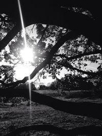 Silhouette trees against sky