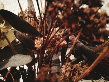 Close-up of fresh plant