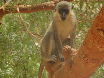 Monkey on tree in forest