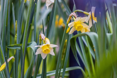 Close-up of yellow flowering plant