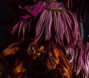 Close-up of wilted flower