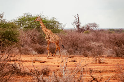 A reticulated giraffe in the savannah grassland landscapes oftsavo east national park in kenya