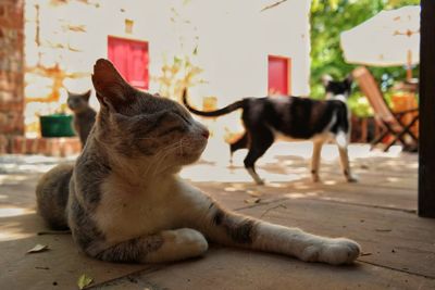 Close-up of cat sitting