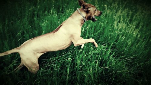 Dog standing on grassy field