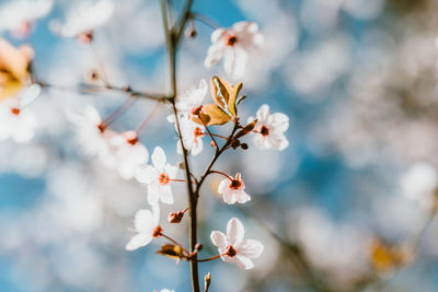 Close-up of cherry blossoms in spring