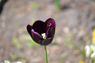 Close-up of red tulip