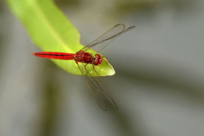 Close-up of red dragonfly on leaf