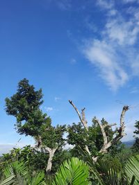 Low angle view of trees against blue sky