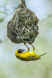 Close-up of bird perching on a plant