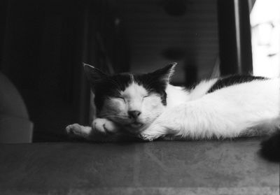 Portrait of cat resting on tiled floor