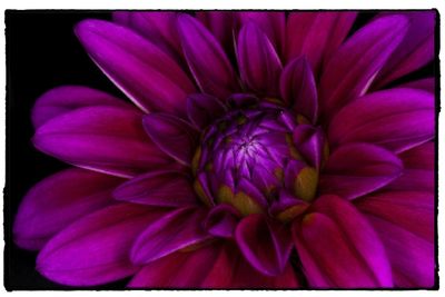 Close-up of flower blooming outdoors