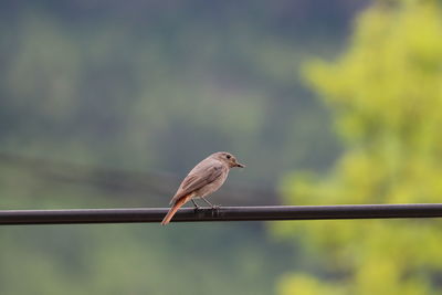 Close-up of bird perching on railing