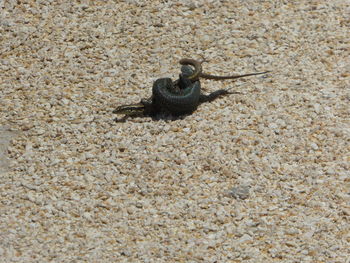 High angle view of lizard on sand