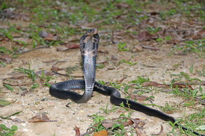 Cobra on field