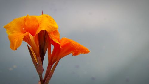 Close-up of orange flowering plant