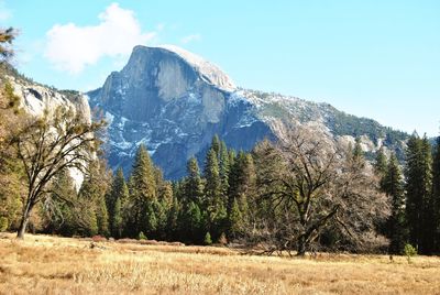 Low angle view of trees on mountain against sky