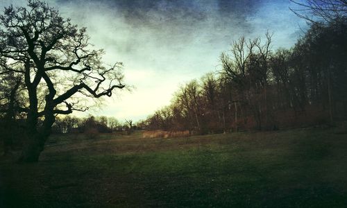 Bare trees on grassy field against cloudy sky