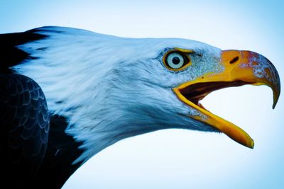 Close-up of eagle against clear sky