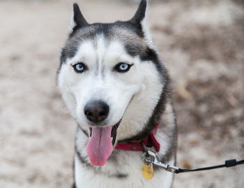 Close-up portrait of a dog