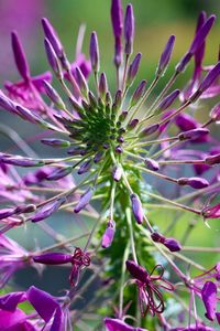 Close-up of pink flowers