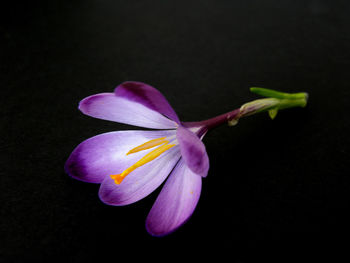 Close-up of purple crocus against black background