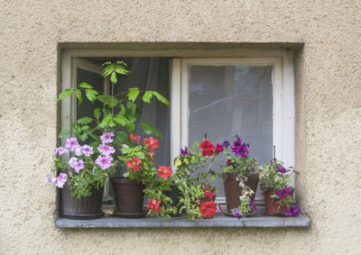 Colorful flowers on window of house