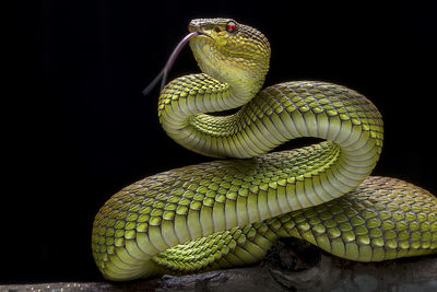 Close-up of snake against black background