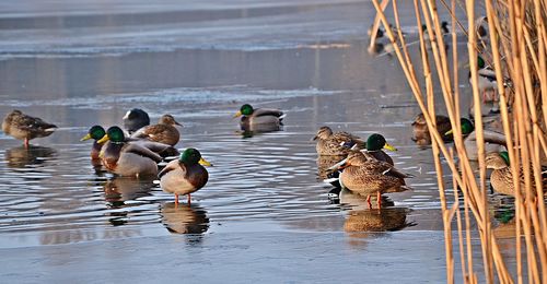 Birds swimming in lake