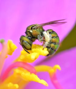 Close-up of bee pollinating on pink flower