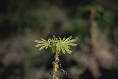 Close-up of flowering plant