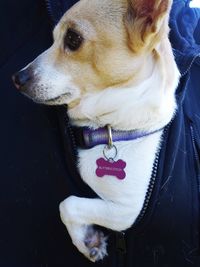 High angle view of a dog looking away