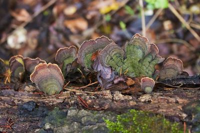 Close-up of fresh green leaves