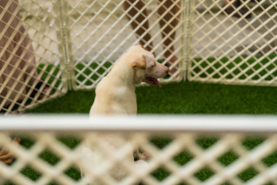 View of cat in cage