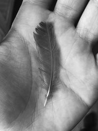 Close-up of hand holding leaf
