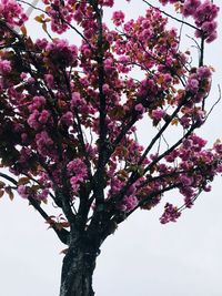 Low angle view of cherry blossoms against sky