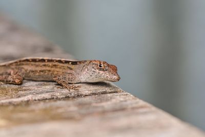 Close-up of a lizard on rock